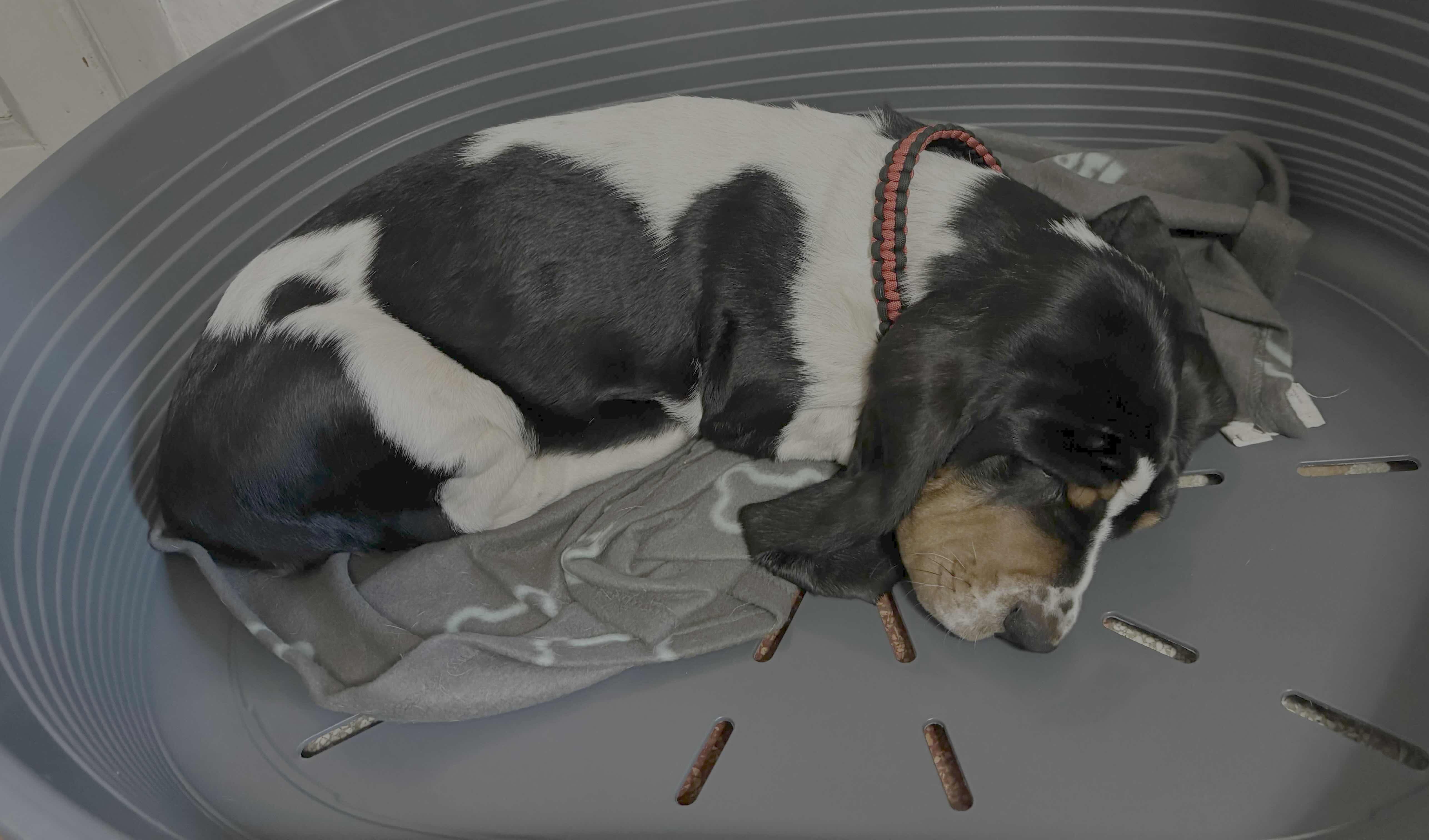 I got a Basset Hound dog: welcome Fulvio!