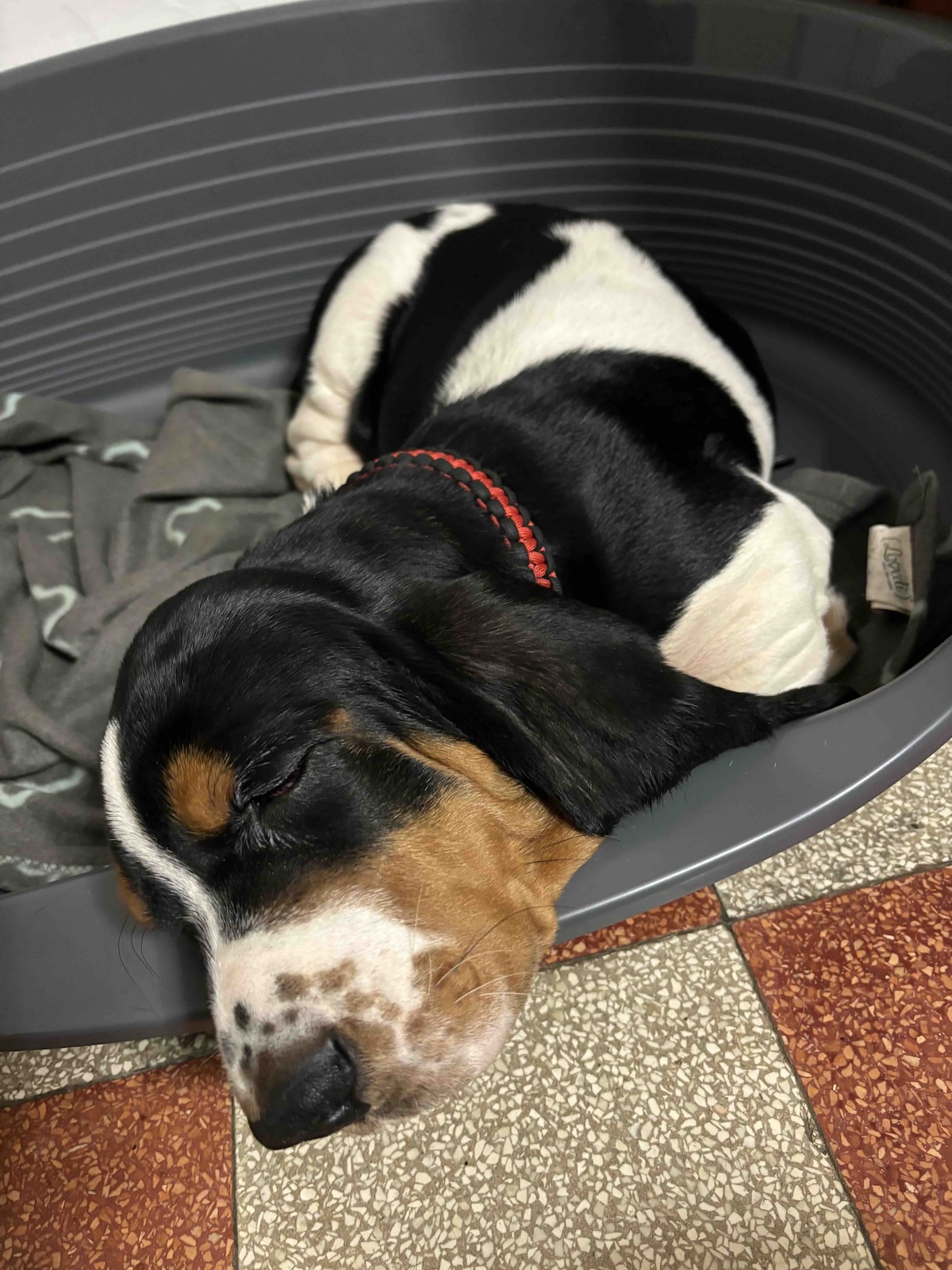 A picture of Fulvio, the basset hound, sleeping